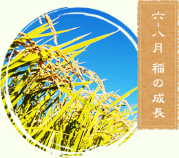 六から八月　稲の成長